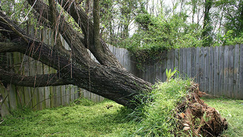 Uprooted Tree - Storm Damage Restoration